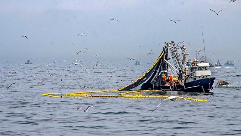 Malas prácticas. Capturan anchoveta juvenil peruana con destino a Ecuador