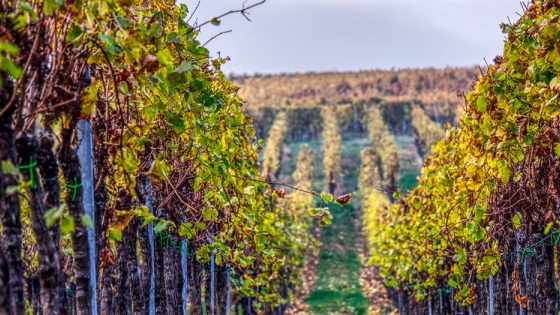 Valorización de subproductos vitivinícolas. De residuo a recurso energético sostenible y de alto potencial