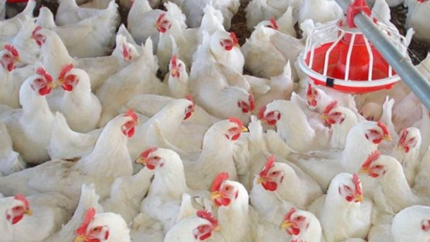 Avicultura paraguaya sobresale por la tecnificación y la calidad de sus productos