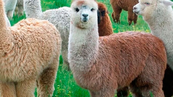 Perú: novedoso proyecto de economía circular en la producción de fibras de alpaca