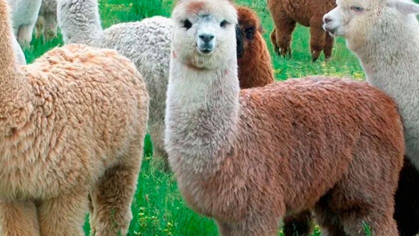 Perú: novedoso proyecto de economía circular en la producción de fibras de alpaca