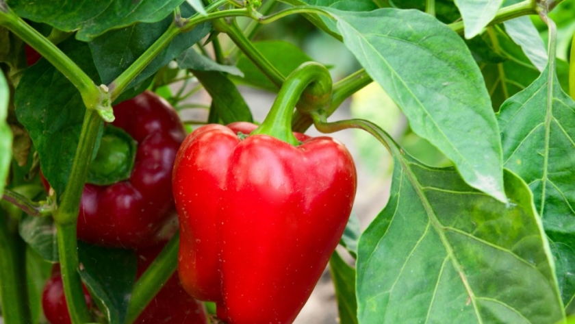Convocatoria a productores para sumarse al programa “Pimiento Correntino”
