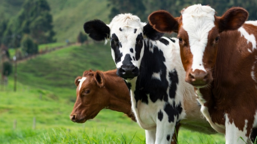 Irlanda, el modelo agropecuario avanzado: control total sobre la producción y genética bovina