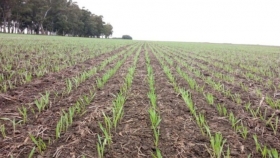 Sebastián Salvaro: “Los temores a una mayor intervención potencian las ventas de trigo 2021/22”