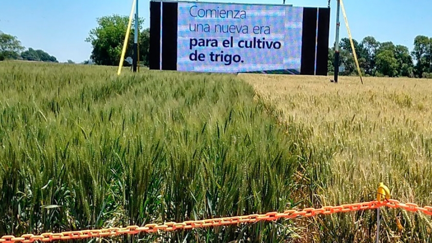 Es frustrante: a 16 años del descubrimiento del gen, Raquel Chan lamenta que no se aprueben los cultivos tolerantes a la sequía