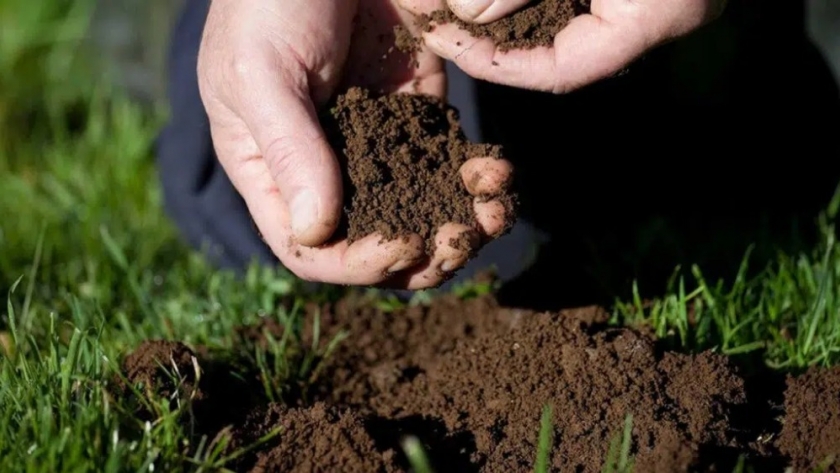 Dosis de tierra de diatomea y cómo usarla correctamente en tus cultivos