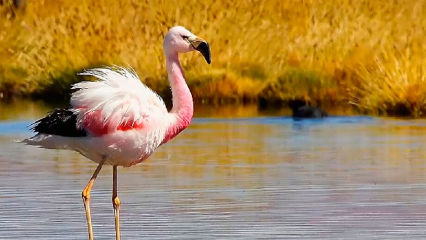 Científicos sudamericanos censarán a especies vulnerables de flamencos de la laguna Mar Chiquita