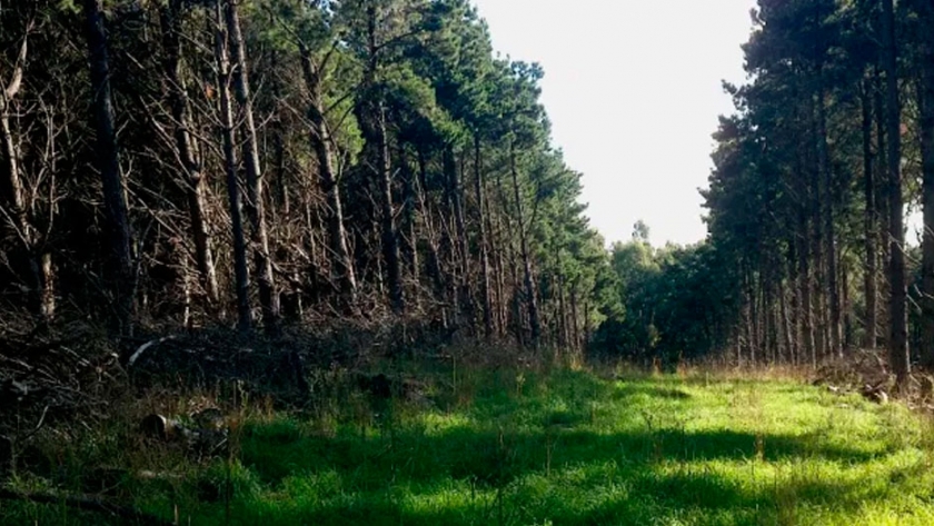 Forestación en pastizales de la llanura pampeana: el rol del manejo forestal y la selección de especie en el proceso de salinización secundaria de suelo 