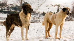 Tierra del Fuego analiza la problemática de los perros asilvestrados
