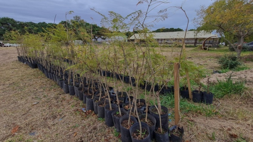 Banco Forestal en Pinamar