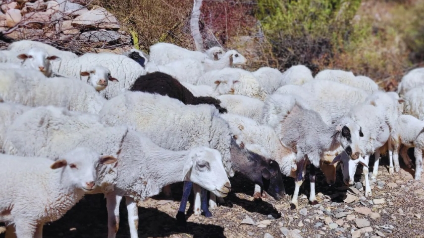 Promueven la producción de ovinos en el NOA
