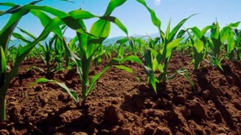 La plataforma permite conocer la cantidad de agua disponible para los cultivos, estimar rendimientos, determinar necesidades de riego y delimitar ambientes