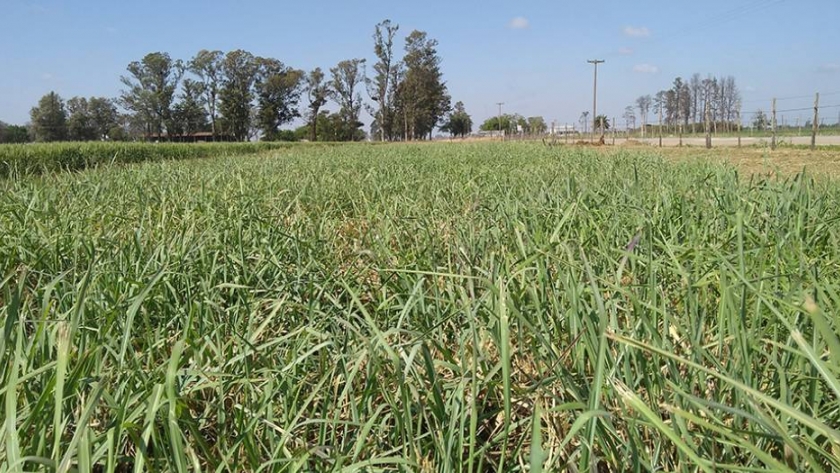 Las principales forrajeras megatérmicas perennes en la región pampeana