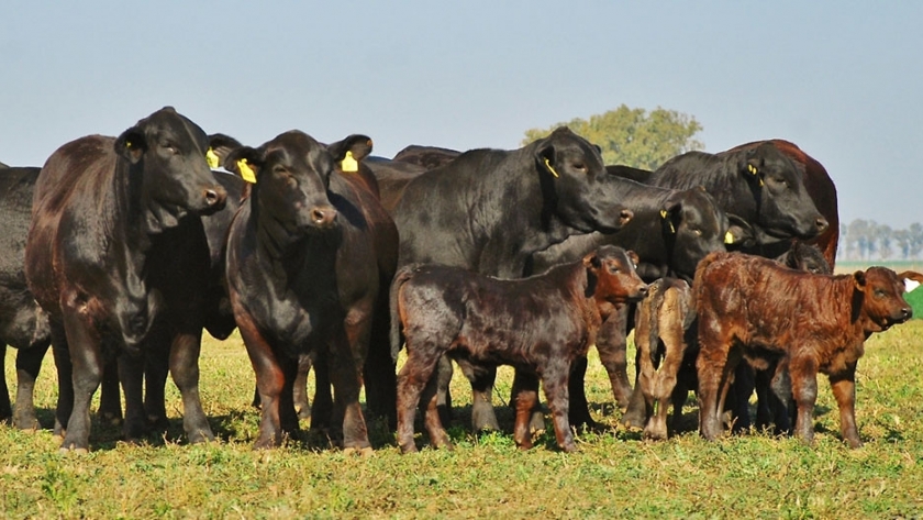 Cómo interpretar un sumario de padres, el catálogo para una buena selección de toros
