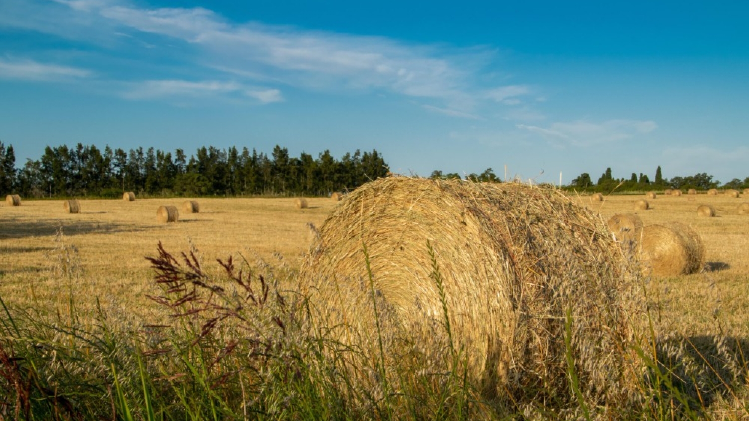 Exportaciones de alfalfa: el negocio forrajero argentino acelera y apunta a superar los USD 75 millones en 2026