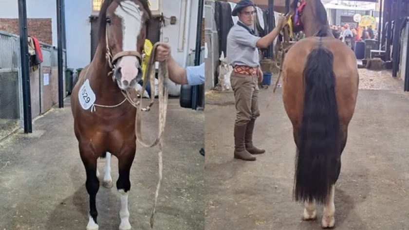 El caballo que superó los $100 millones y marcó un hito para una raza icónica de la Argentina