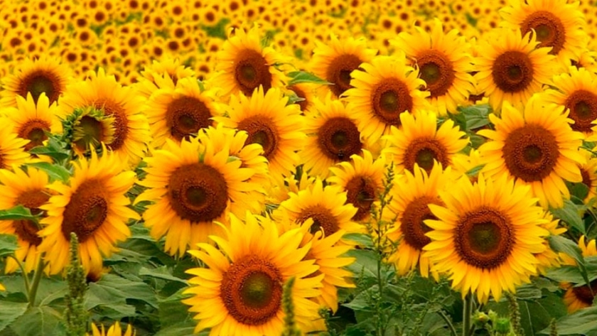 Argensun S.A y ADBlick Granos organizaron una jornada de Girasol Confitero