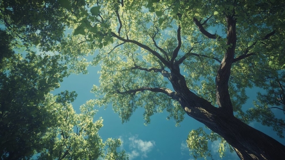 Satélites y carbono: cómo se mide el almacenamiento en los bosques para entender el cambio climático