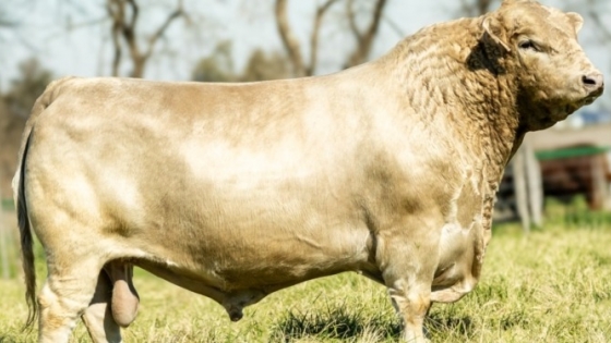 Un toro argentino de la raza Murray Grey fue campeón mundial y superó a ejemplares de Inglaterra y Estados Unidos