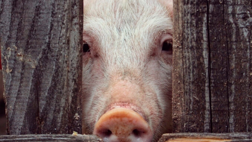 Estados Unidos producirá carne de cerdo sin ractopamina 