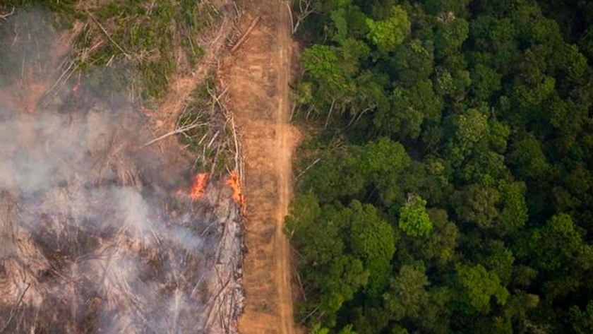 Amazonas: el pulmón del mundo en peligro