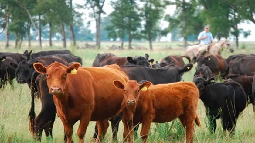 Claves para anticiparse al invierno y realizar un correcto manejo de los rodeos