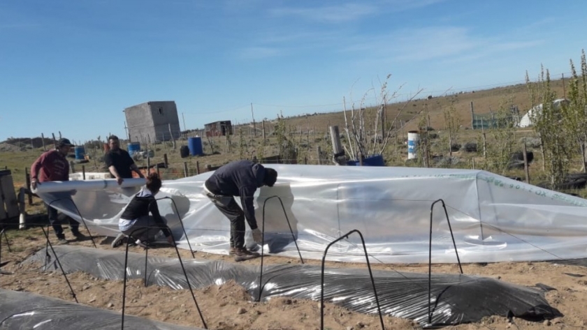 Asociación Vecinal Zona de Chacras: logró su primera producción de frutillas bajo cubierta