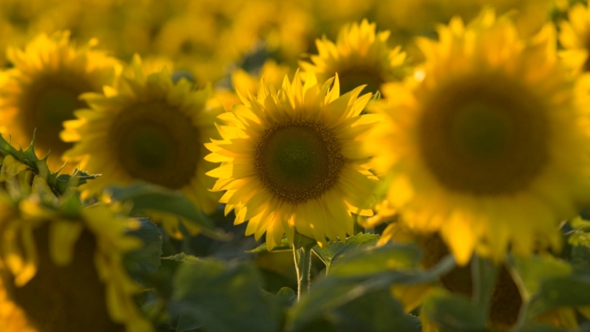 Girasol: hubo una merma de 50 mil hectáreas, mientras que se demora la implantación de maíz y el trigo