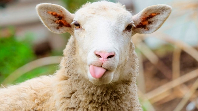 Innovación: producen plantines hortícolas con sustrato de lana de oveja