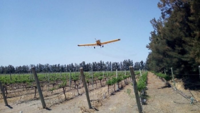 Polilla de la vid: el Iscamen cumplió con el 50% de los tratamientos aéreos en los oasis Norte y Este