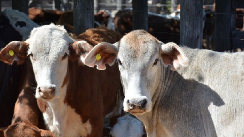 Villa Berthet será sede del octavo remate ganadero del año para pequeños y medianos productores