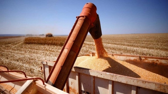 Brasil en la encrucijada: Sequía amenaza su posición como mayor exportador de maíz del mundo
