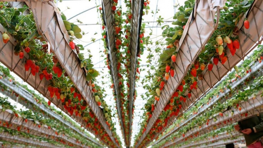 Hidroponia, la alternativa para invertir en el rubro alimenticio en el marco de la pandemia