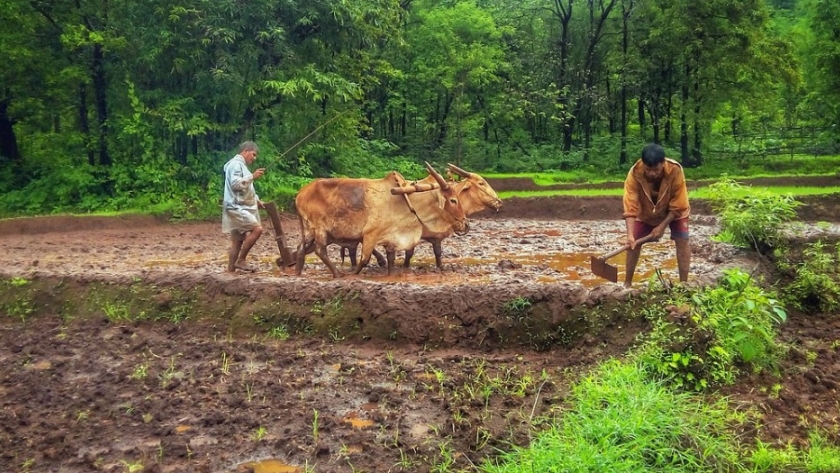 El problema con el proyecto de ley de semillas 2019, para agricultores indios