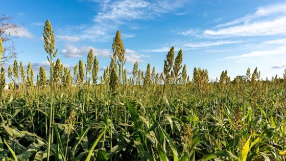 <El sorgo escobero”, un cultivo histórico de la Argentina relacionado con la celebración de Halloween