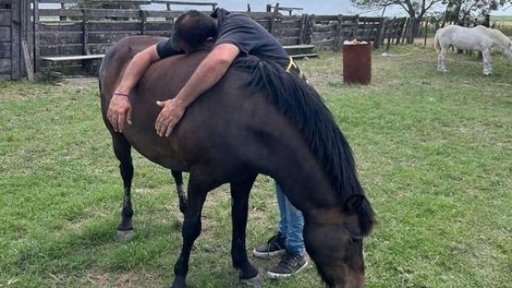 Un alivio transitorio: 121 caballos maltratados fueron trasladados a un campo de la localidad de Castelli, mientras una ONG les busca lugar definitivo