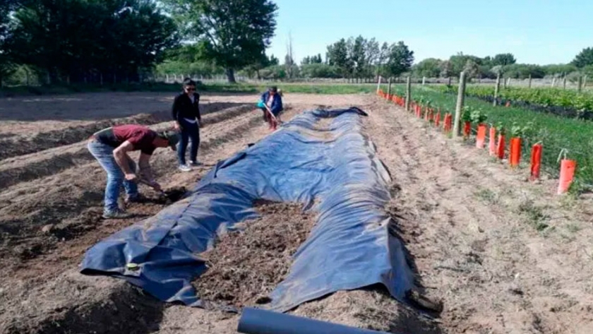 En Picún ya aplican las técnicas de multiplicación del tomate