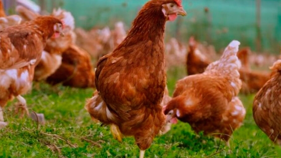 Preparar un fertilizante natural y muy nutritivo es posible con desechos de las gallinas