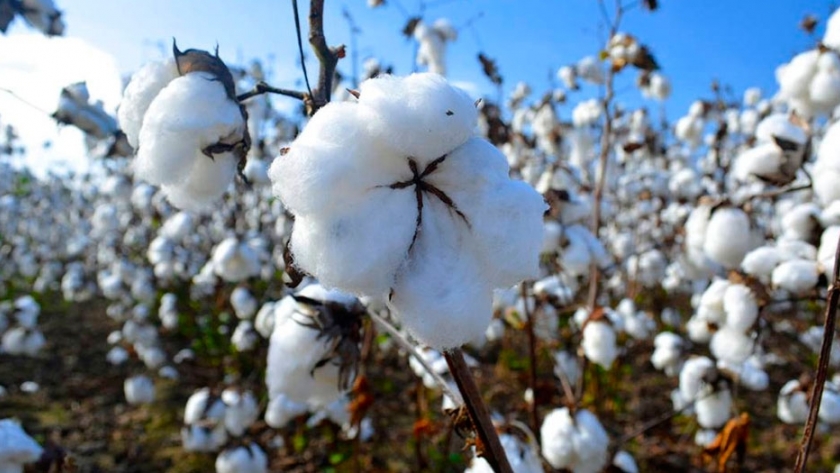 Novedades para la industria algodonera chaqueña