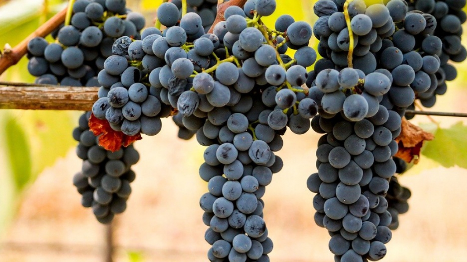 Syrah en Argentina: superficie estable, exportaciones en alza y nuevos polos de crecimiento
