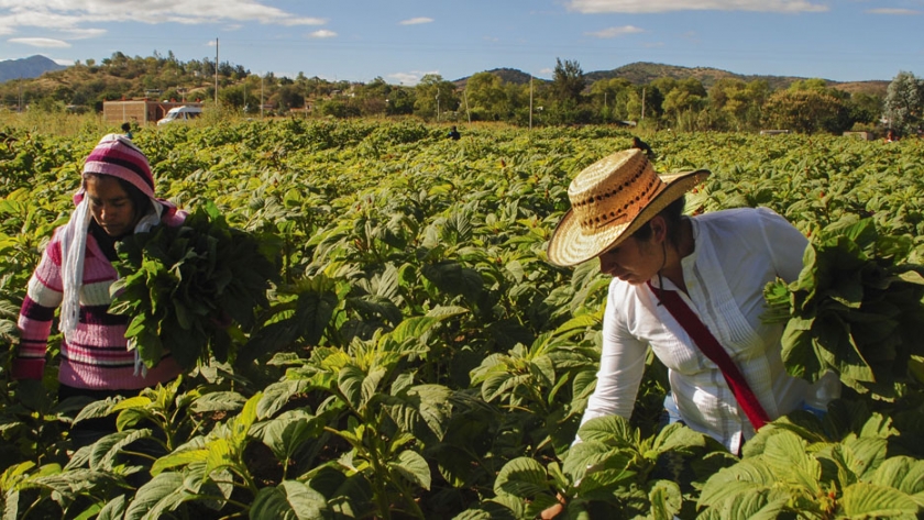 Crean nueva comisión nacional para fortalecer intereses de la agricultura familiar
