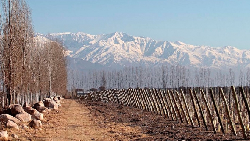 Mendoza: cinco restaurantes de bodegas para disfrutar el sabor local