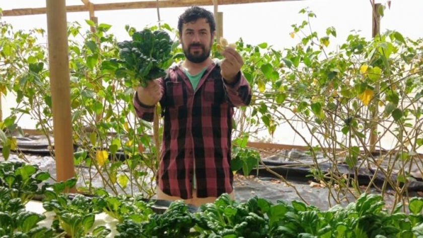 Un agrónomo chileno ensaya con el tatsoi, una novedosa verdura de hoja muy popular en Asia
