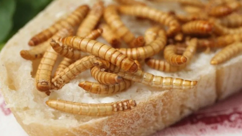 Insectos serán el sushi del 2029 por la baja producción agrícola