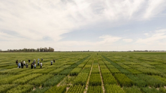 El Gobierno Nacional simplificó el registro de variedades vegetales