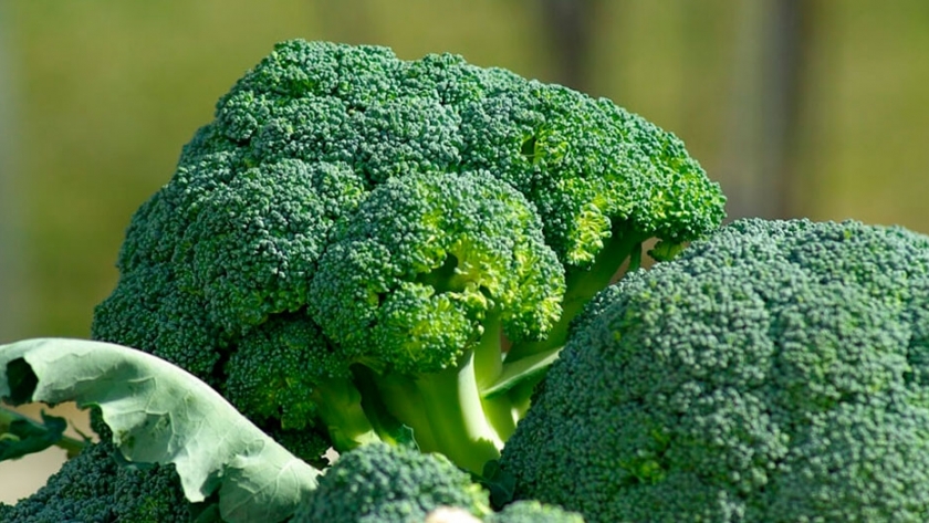 Buscan extender la vida post cosecha del brócoli con luces led