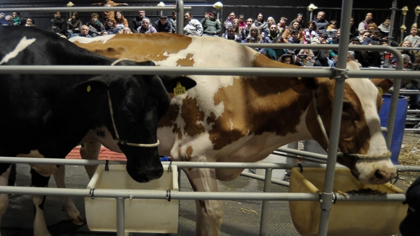 La lechería, con espacio destacado en la Expo de Palermo