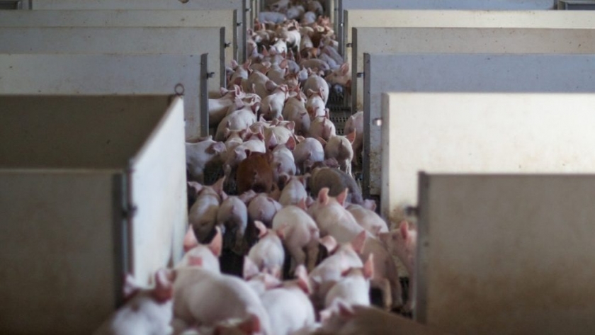 Durante el 2021 se podrían exportar 50.000 toneladas de carne de cerdo