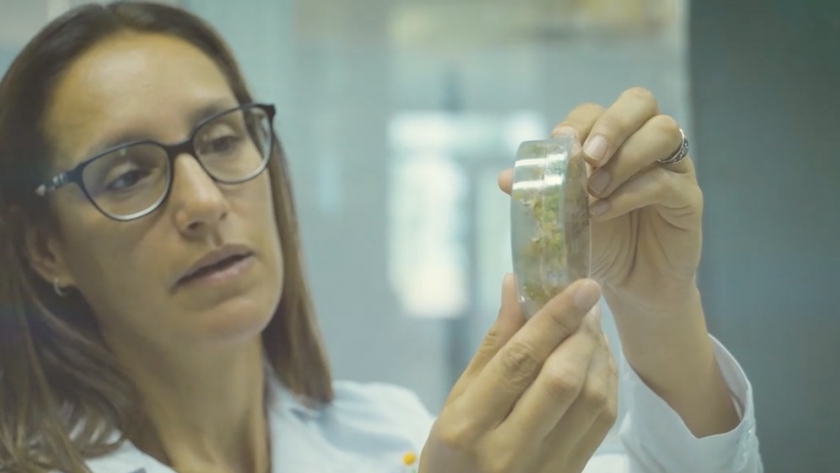 Una innovación argentina busca transformar los cultivos anuales en perennes y recibió un premio internacional
