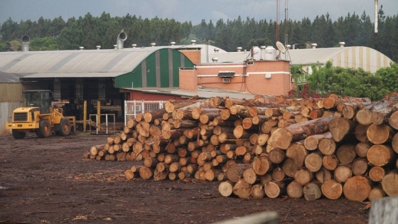 <Se reunió la 1° Mesa Nacional Foresto Industrial: piden políticas para el consumo de madera y muebles